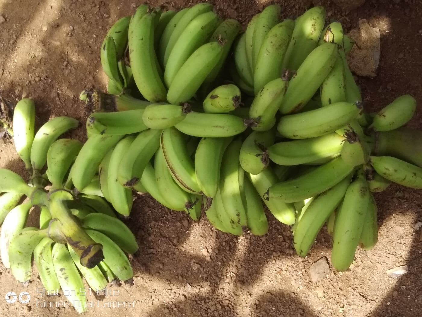Bananes plantain 1 kg